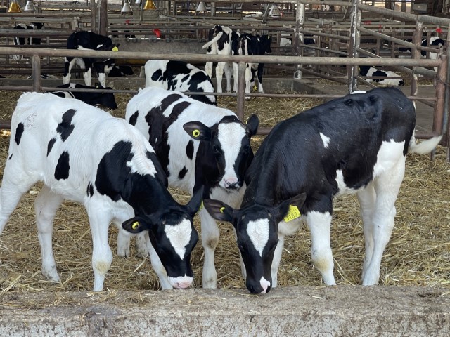 שלושה דורות של מגדלי בקר בבית הלל