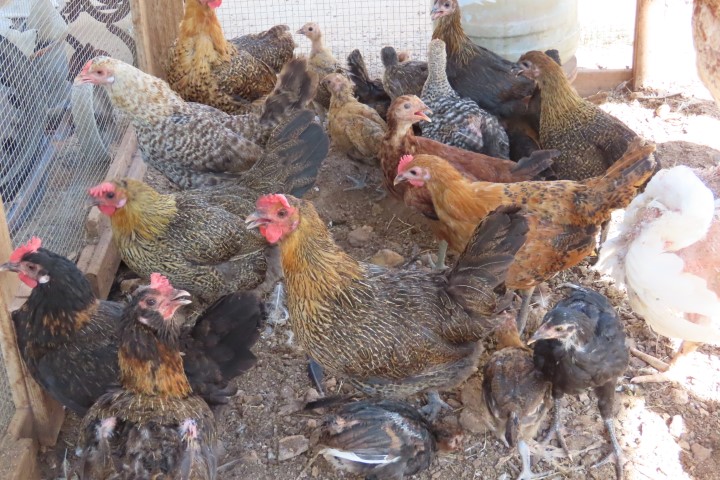 לול תרנגולות וגינה אורגנית, עקרונות אקולוגיים מוזיאון שעב