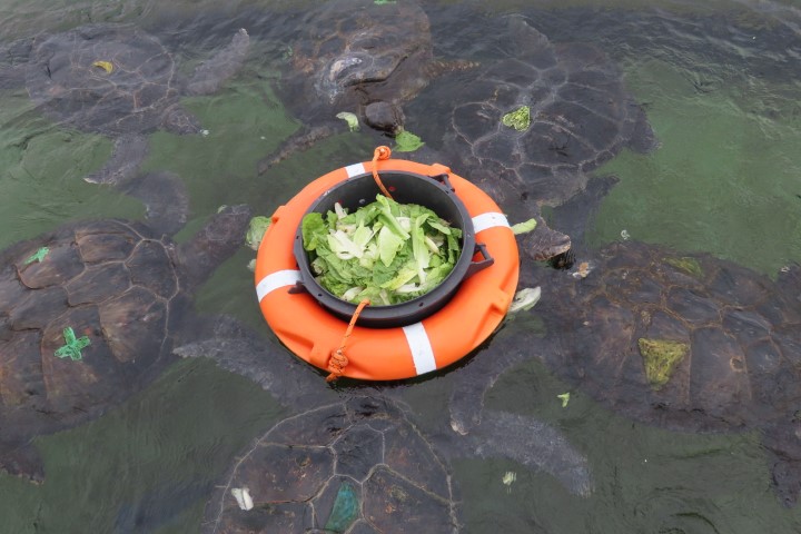 האכלת צבי ים בחסה במרכז ההצלה