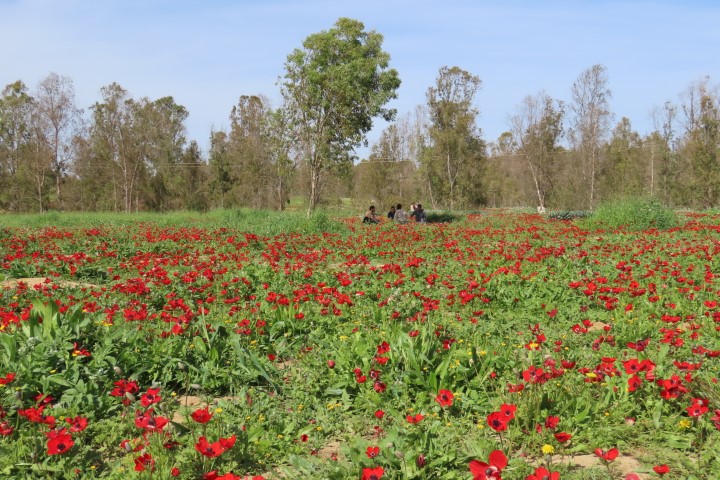 פיקניק בלב פריחת הכלניות ביער שוקדה