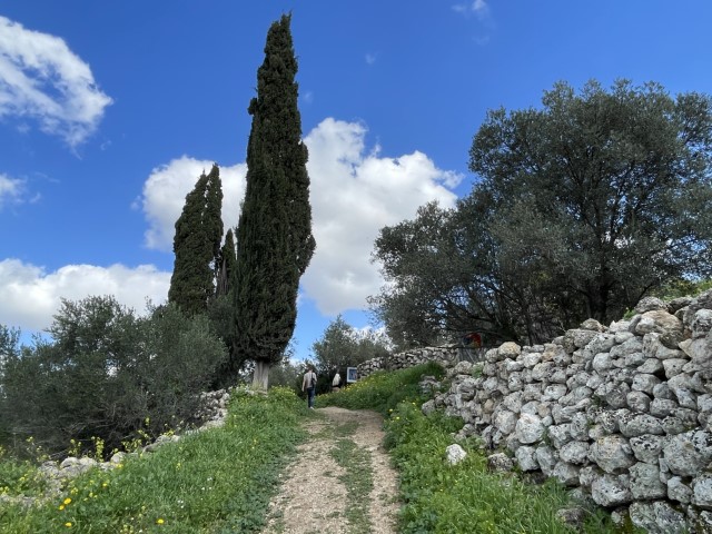שביל הליכה בין עצי הברוש בגבעת הברושים במודיעין
