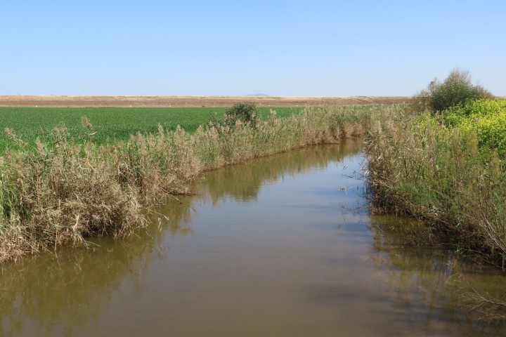 נחל קישון סמוך לעגלת קפה בעמק יזרעאל