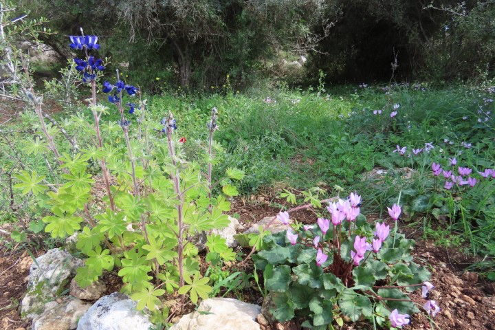 פריחת רקפות ותורמוסים בגבעת ברפיליה במסלול הטיול בגבעות מודיעין