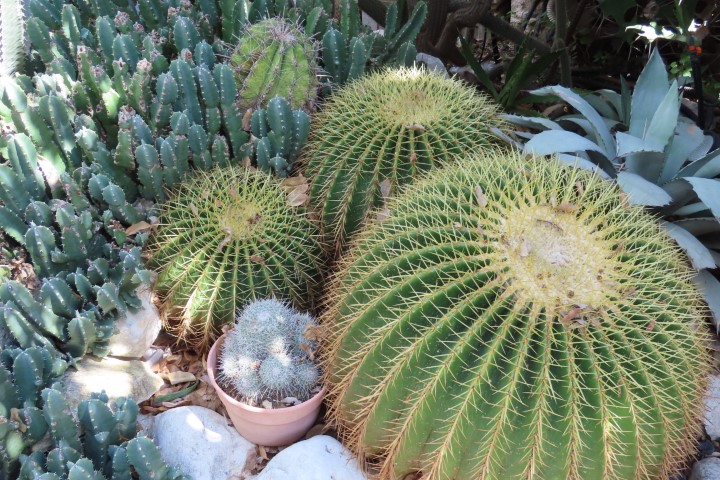 קקטוס כיסא החותנת בגינת הקקטוסים של דב גולדברג במודיעין