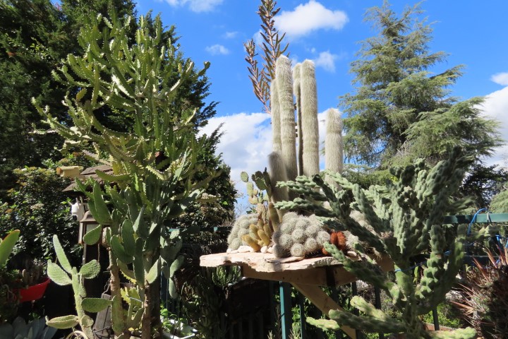 קקטוסים וסוקולנטים מכל העולם בגינה של דב גולדברג