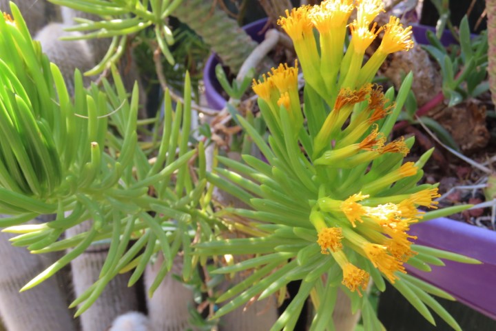 סוקולנט עם פרחים צהובים בגינת הקקטוסים במודיעין