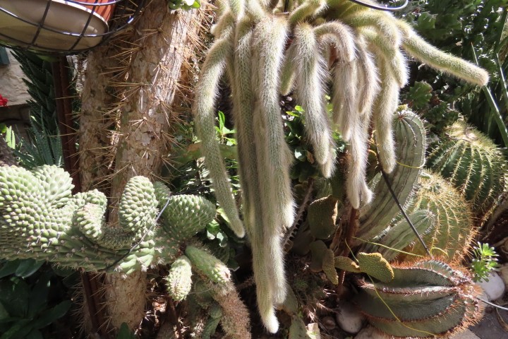 קקטוס זנב הקוף בגינת הקקטוסים של דב גולדברג