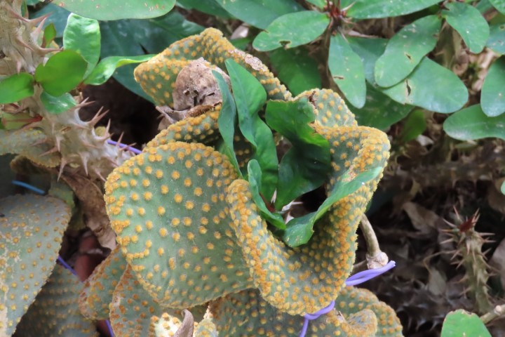 צמחים ירוקים בין הסוקולנטים