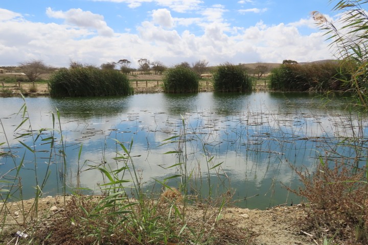 השתקפויות במאגר המים בפארק ירוחם