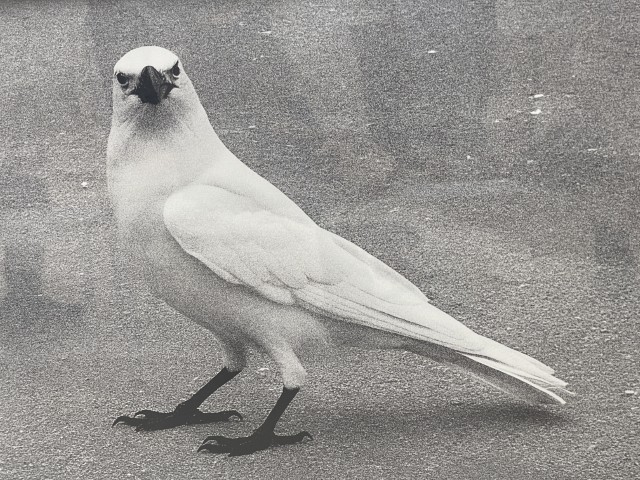 העורב הלבן מתוך סדרת הצילומים של יובל נאור במוזיאון הרצליה