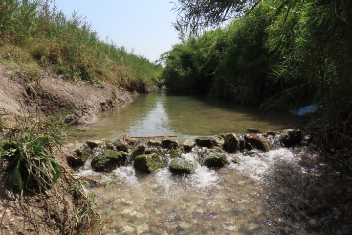 עין אביאל בתוך סבך קנה וצמחי מים    צילום: רונית סבירסקי / Ronit Svirsky