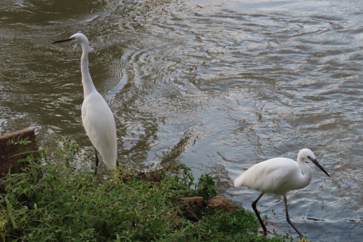 גן לאומי ירקון      צילום: רונית סבירסקי