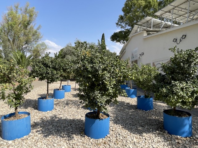 היצירה "הפרדס" של דני קרוון בגבעת חביבה