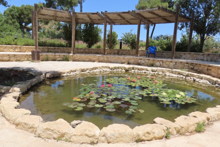 בריכת נופרים פורחת בנופארק נוף הגליל
