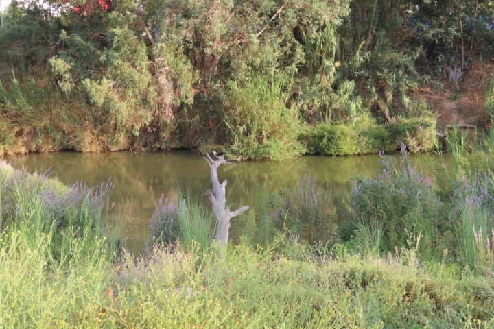 שיקום גדות הנחל, הצמחייה ובעלי החיים במקטע הלב הפראי
