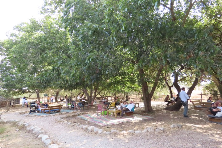 גינת עגלת קפה ספלול בכפר פינס בצל עצי פקאן