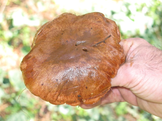 ליקוט פטריות ביערות הגולן     צילום: רונית סבירסקי