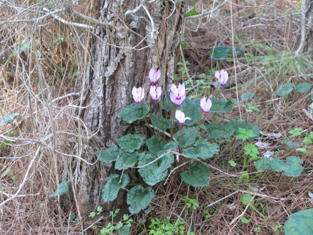 רקפות פורחות ביער קרן כרמל בעונת החורף