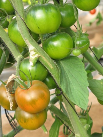 פיתוחים חקלאיים בתחנת יאיר בערבה     צילום: רונית סבירסקי