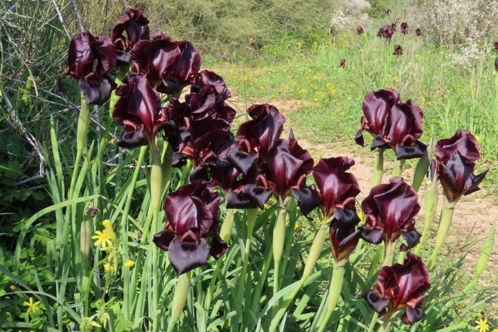 אירוס הארגמן פורח בגבעות הכורכר של נס ציונה