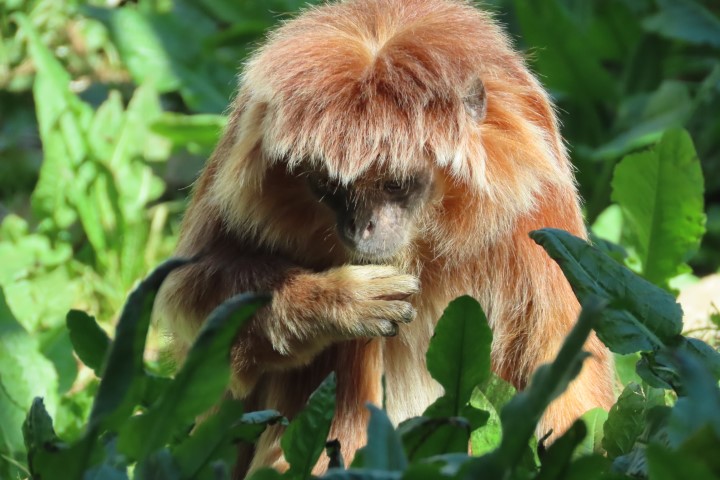 גן החיות התנ"כי ירושלים