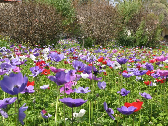 כלניות פורחות בשלל צבעים בעמק יזרעאל