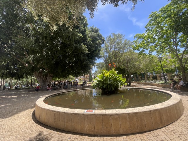 מזרקה ופיקוסים בגן טיול זכרון יעקב