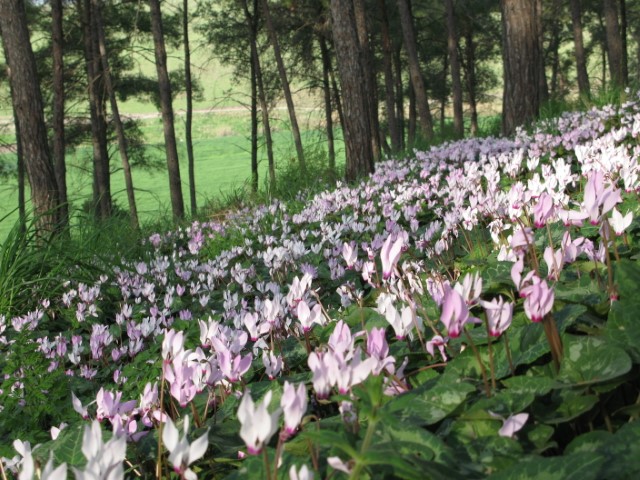 רקפות פורחות ליד קיבוץ גלעד בעונת החורף