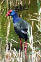 צלם: רועי ישראל חזן