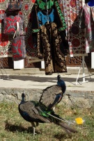 צלם: רונית סבירסקי